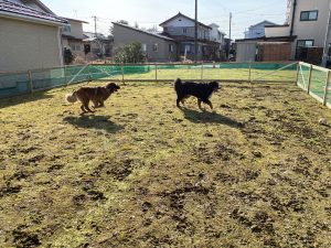 バーニーズテン君